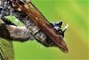 Eutolmus rufibarbis